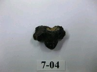 藏品(虎齒)的圖片